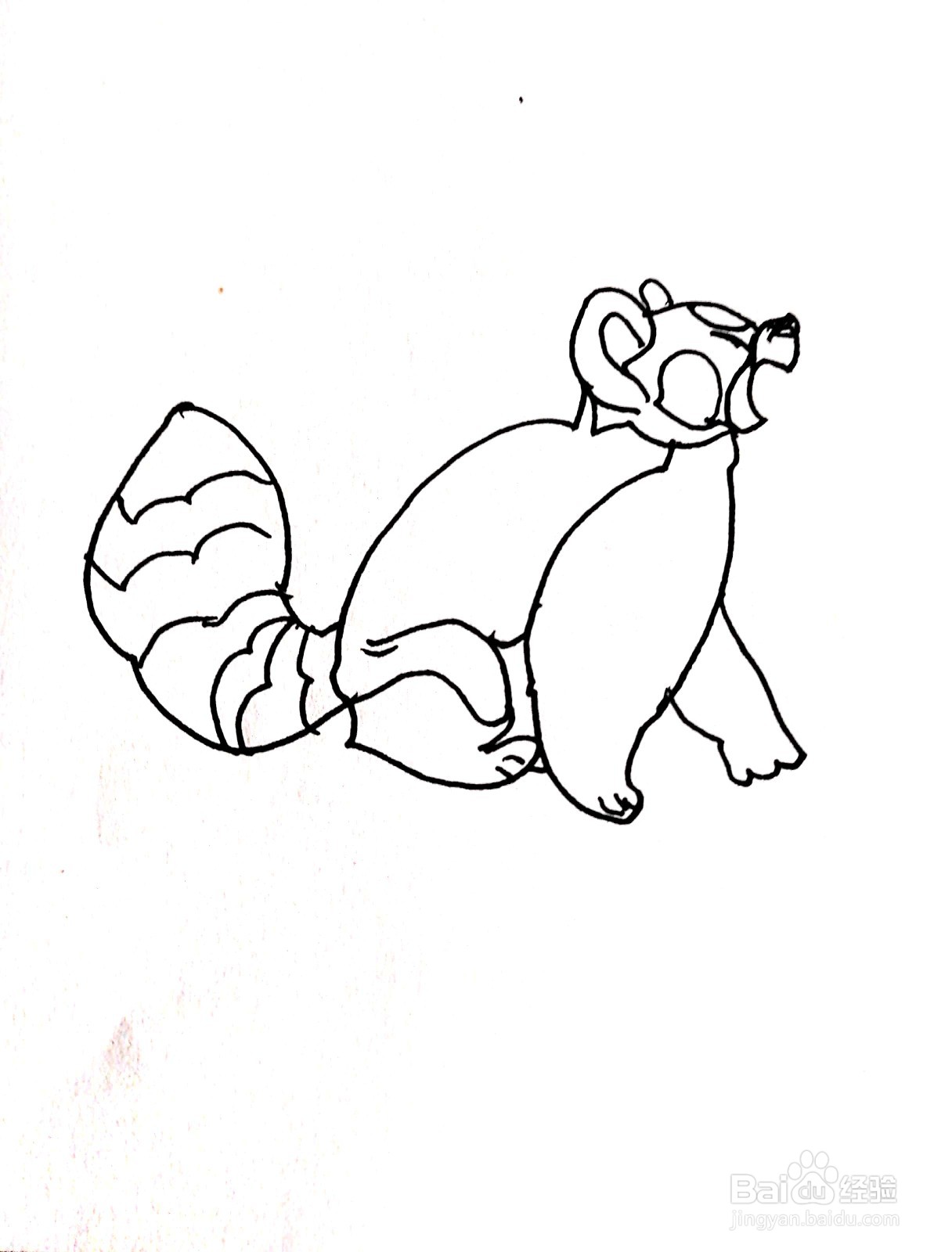 张开嘴巴的小浣熊线描画怎么画