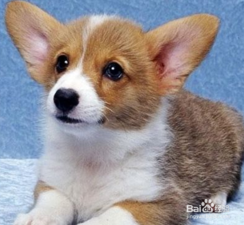 如何养柯基犬 饮食上尤为重要