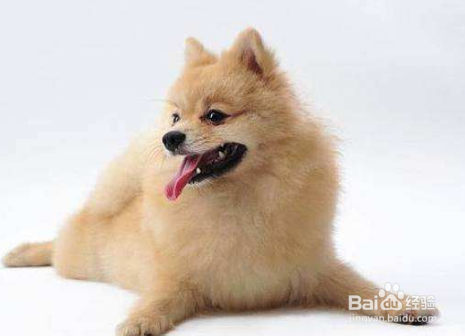 博美犬打喷嚏怎么办 建议让狗狗多喝水多休息