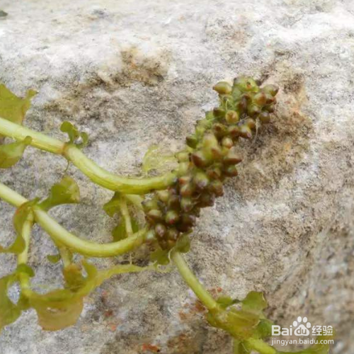 菹草的养殖方法和注意事项