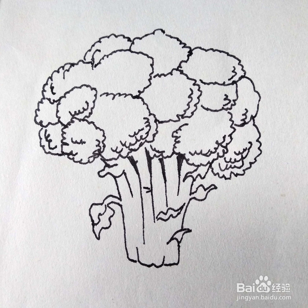 怎么画一颗写实的花菜速写/卡通简笔画？