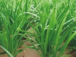 如何鉴别韮菜的嫩和老?