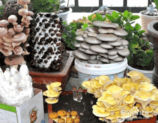 组合盆栽种植的七要素