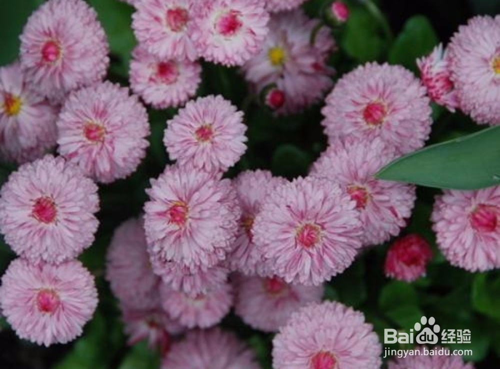 雏菊怎么养,雏菊的养殖方法