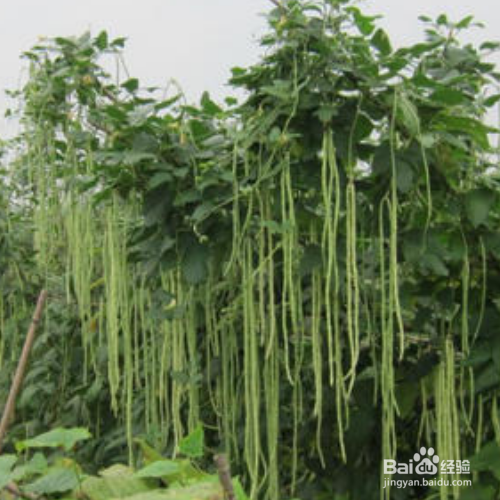 豇豆的培育方法和注意事项