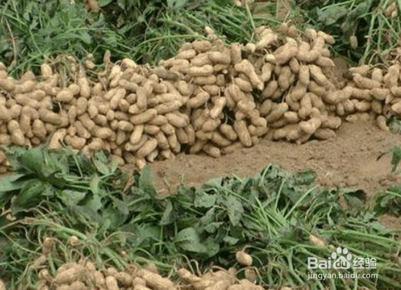 花生烂果的原因及解决方法
