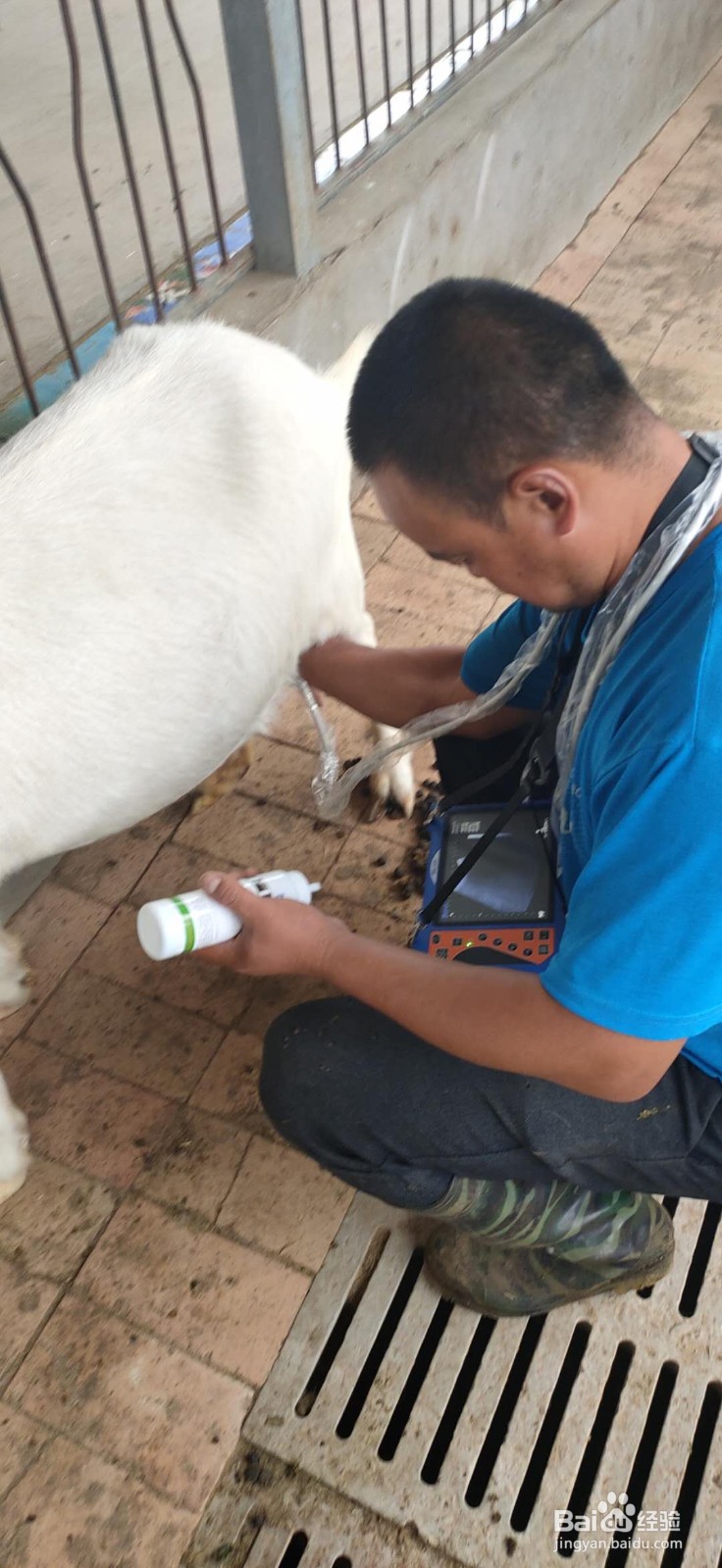 便携式羊用B超仪使用方法