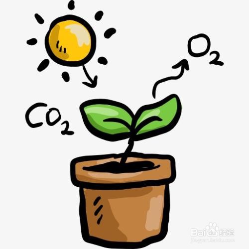 种植物的步骤