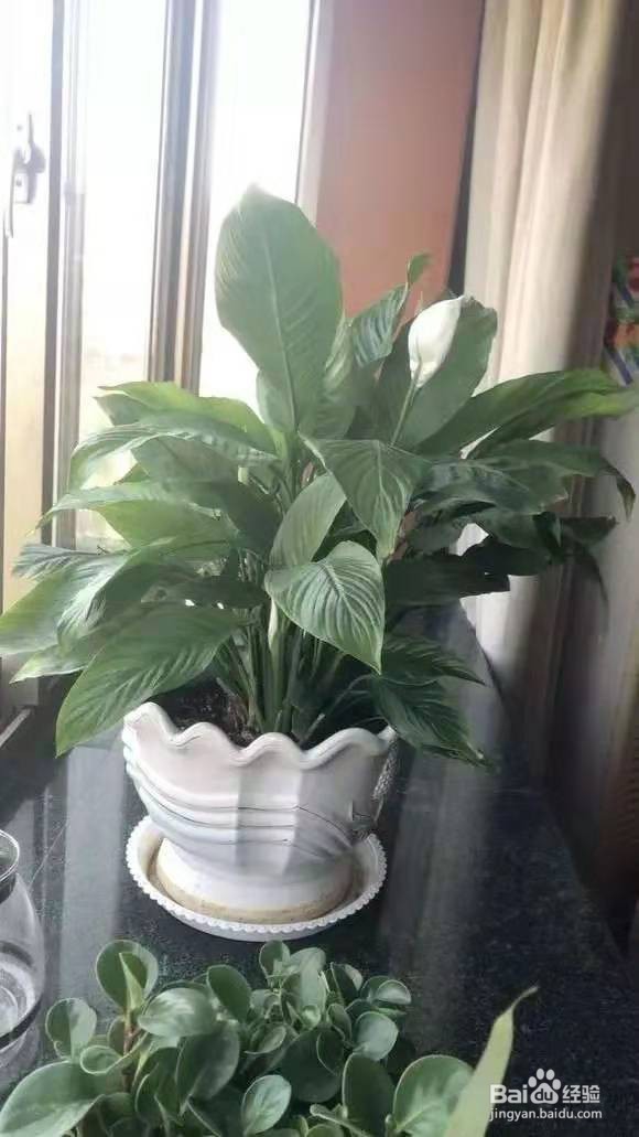 君子兰白掌,4年不开花,这几招分分钟开爆盆