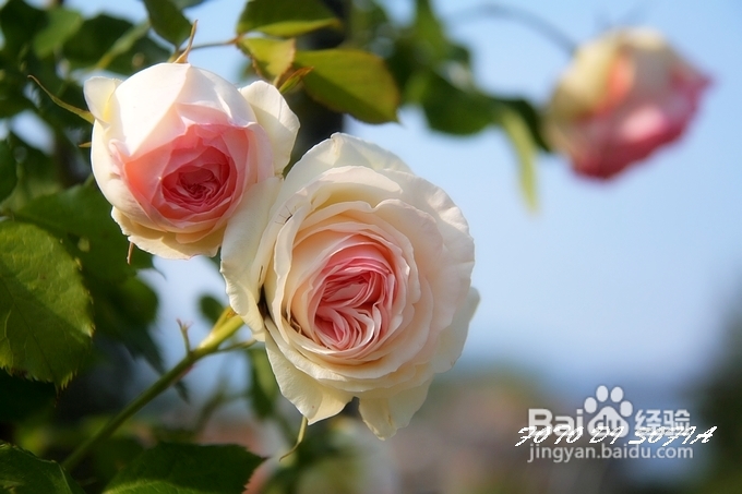 [转载]攀上梦的边缘开放