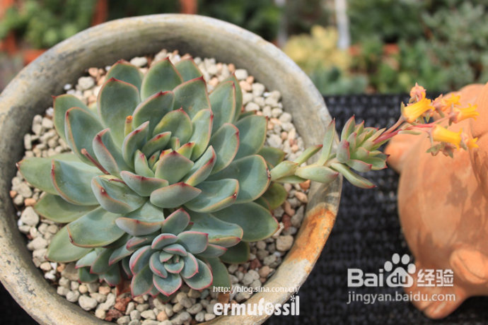 【多肉植物知识】多肉植物中的“缀化-锦-群生”