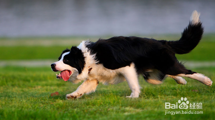 边境牧羊犬掉毛厉害,这种方法让家中更干净!