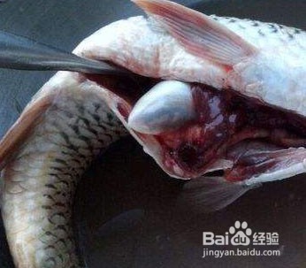 除鱼胆中的学问