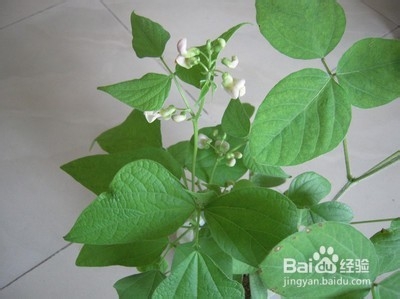 魔豆的种植方法