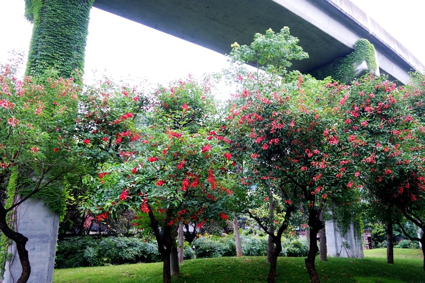 福建各市的市花市树