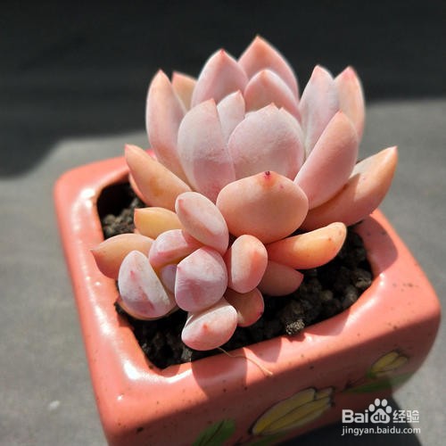 稻壳怎样处理才能养花