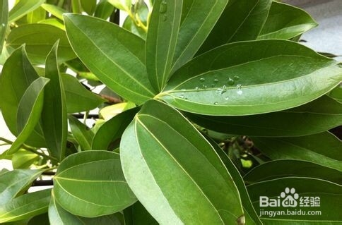 平安树叶子黄怎么办