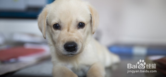拉布拉多犬身上有股味道怎么去除呢