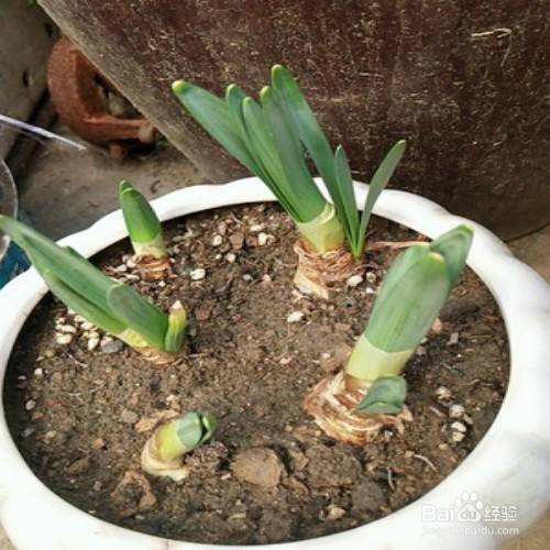 土培水仙花开完花以后怎么处理