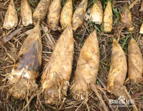 刚挖的竹笋怎么保存?