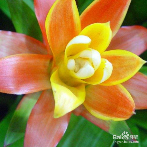 绒叶小凤梨的养殖方法和注意事项