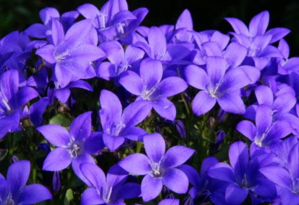 形容花鸟的词语