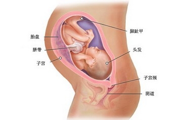 正常情况下怀孕八个月胎儿多重