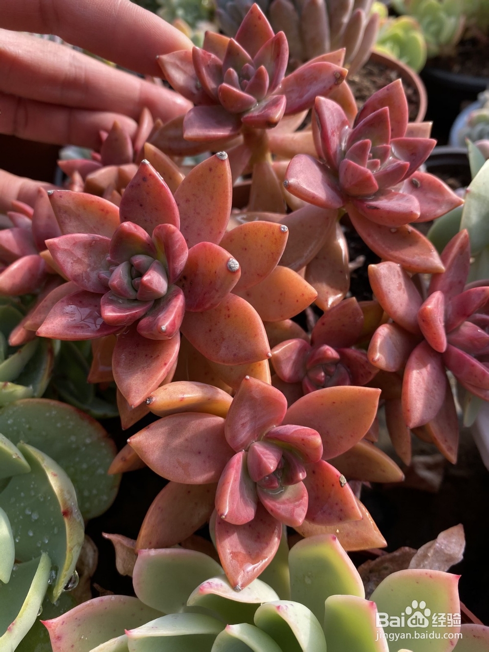 适合新手养植的多肉有哪些?