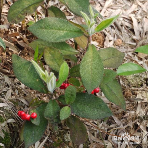 虎舌红的培育方法和注意事项