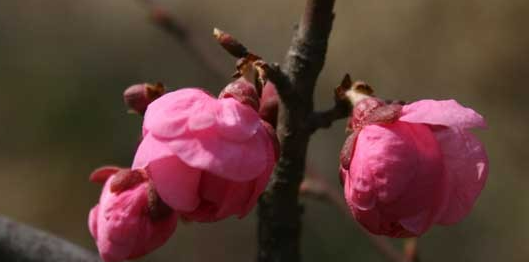 梅花的特点是什么