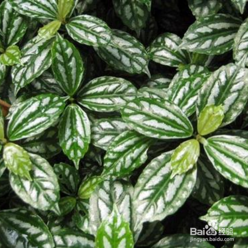 冷水花种植时需要注意什么?