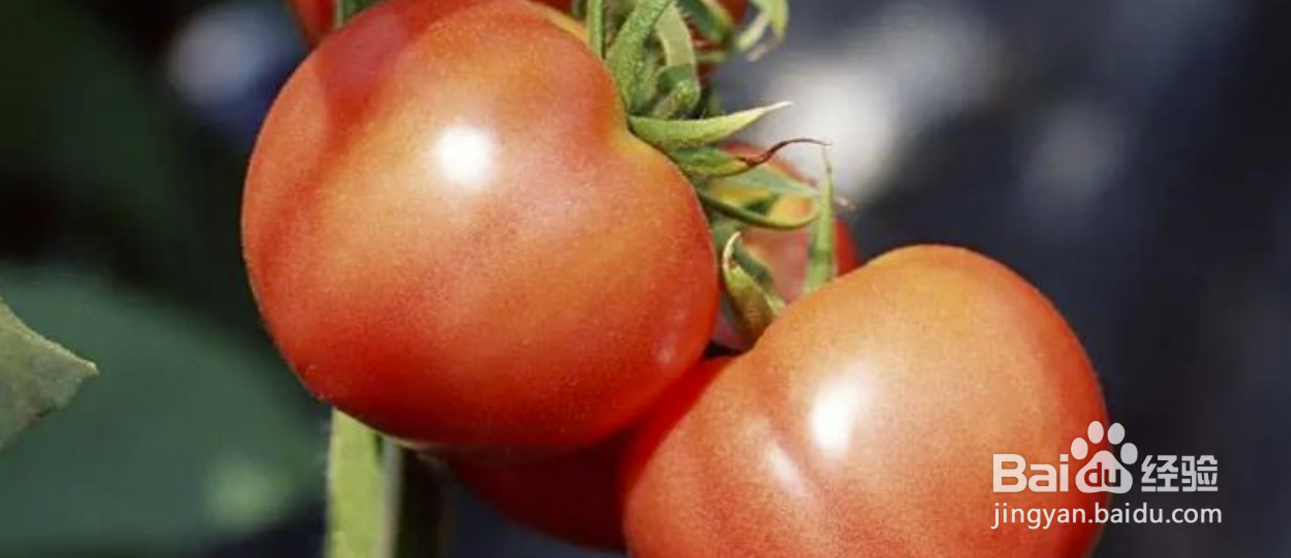 <b>西红柿怎样才算成熟可采摘</b>