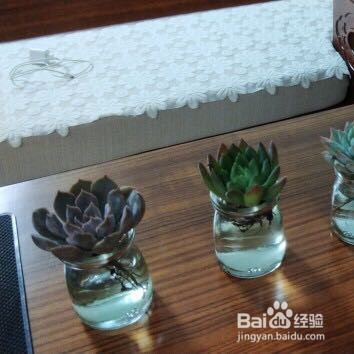 懒人植栽怎样水培多肉
