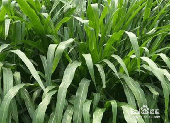 墨西哥玉米草的特点及种植的注意事项