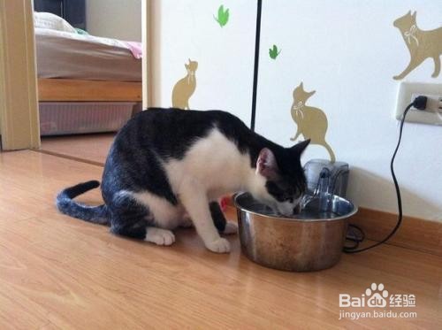 养猫饮水有哪些注意事项