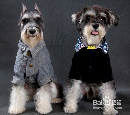 怎么选迷你雪纳瑞幼犬