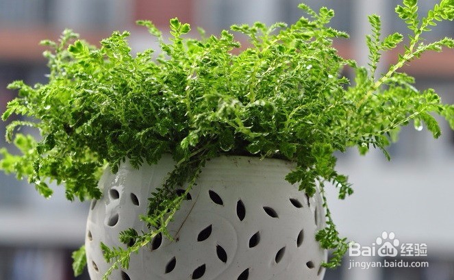 冬季如何避免空气干燥 室内防干燥