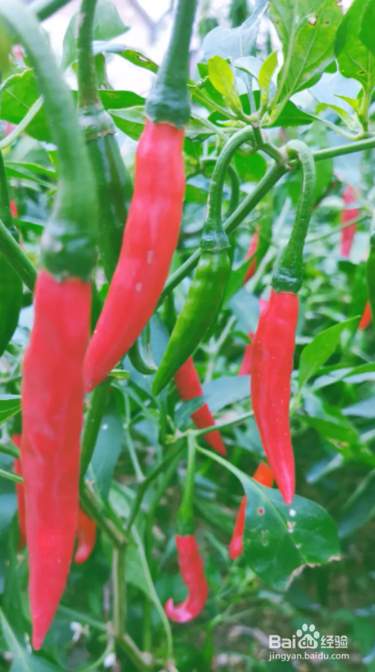 辣椒树叶子卷起来了怎么办