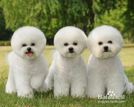 饲养宠物的注意事项以及如何照顾你的宠物