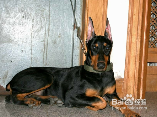 杜宾犬怎么养
