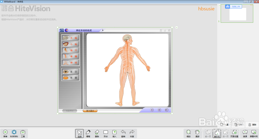 怎样在白板中进行神经系统的组成教学