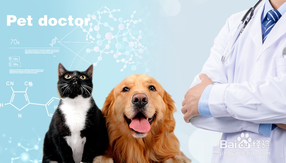 宠物打完疫苗后出现鼓包怎么办?