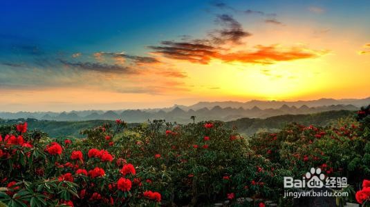 贵州百里杜鹃住宿攻略