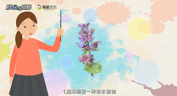 猫薄荷怎么用