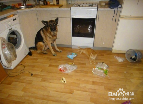 年轻人不要轻易吸猫喔，一日吸猫，终生被奴役！