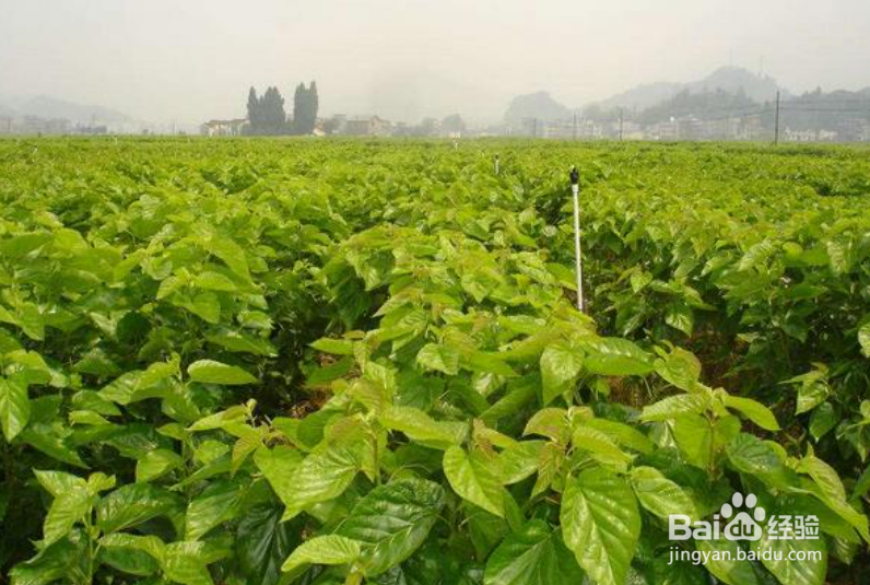 桑树种植时间和方法