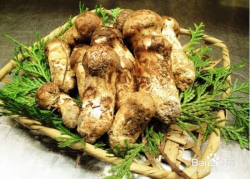 松茸的作用以及食用禁忌