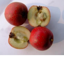 吃山楂的注意事项