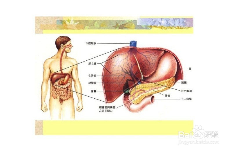 转氨酶升高的原因？