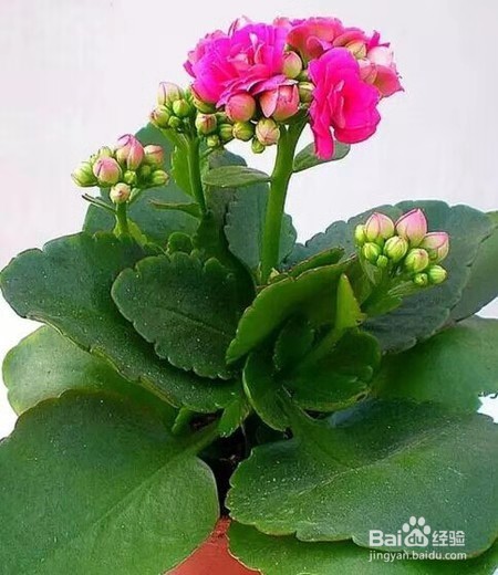 冬天怎样扦插长寿花